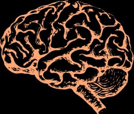 Enhanced Cognitive Function